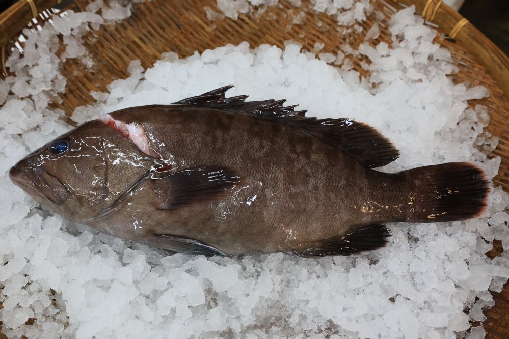 二十四節気を愛でる魚たちおまかせセット