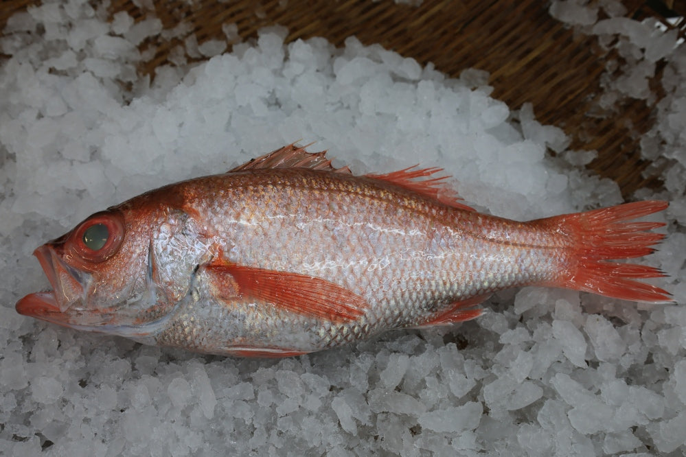 二十四節気を愛でる魚たちおまかせセット